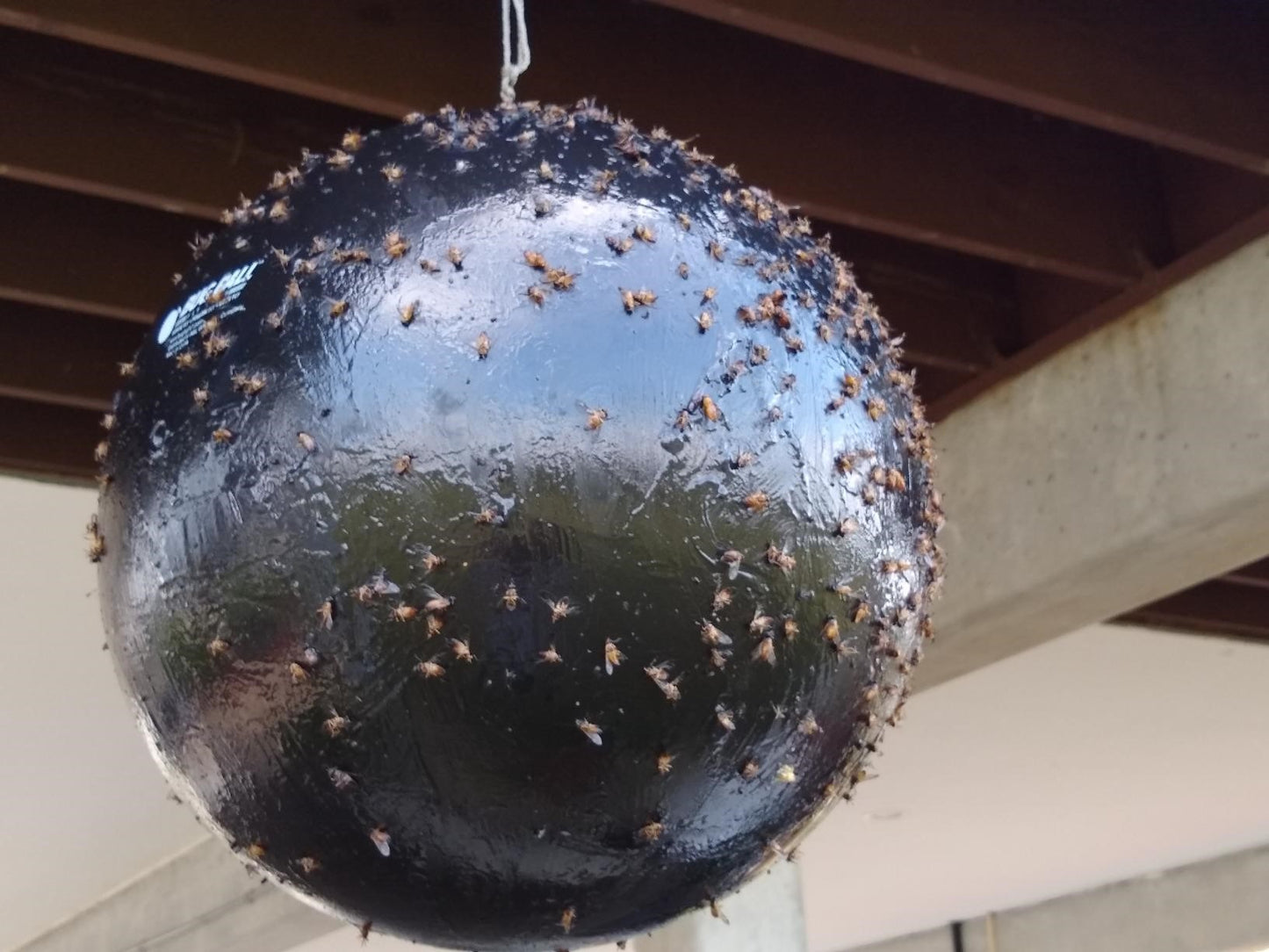 The Bug Ball - Case of 12 - avg cost per unit $20.83. MSRP $39.00